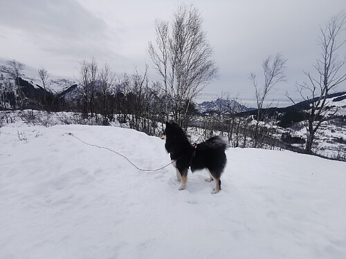 Alci på Storoksla, 215 moh.