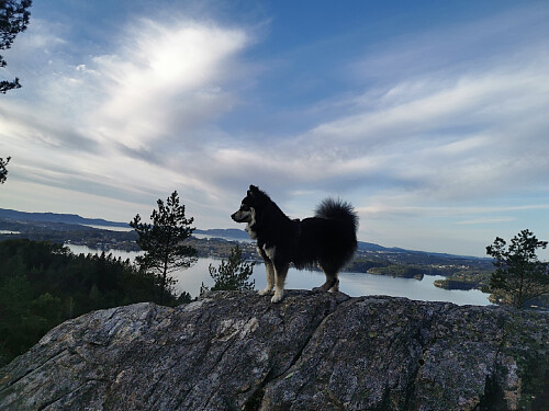 Alci på sin første tur over 10 km.