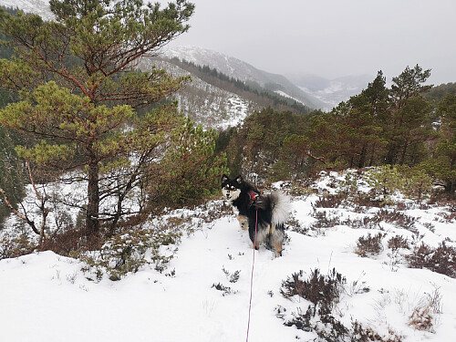 Utsiktspunkt rett nedenfor Hovdane.