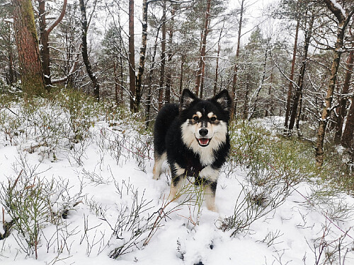 Alci på toppen av Storhovden, 347 moh.