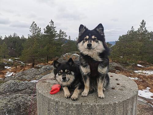 Toppen av Breisteinsåta, 331 moh.
