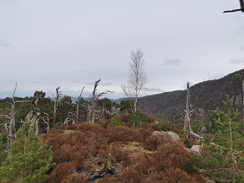 Toppen av Tennebekksnipa, 169 moh