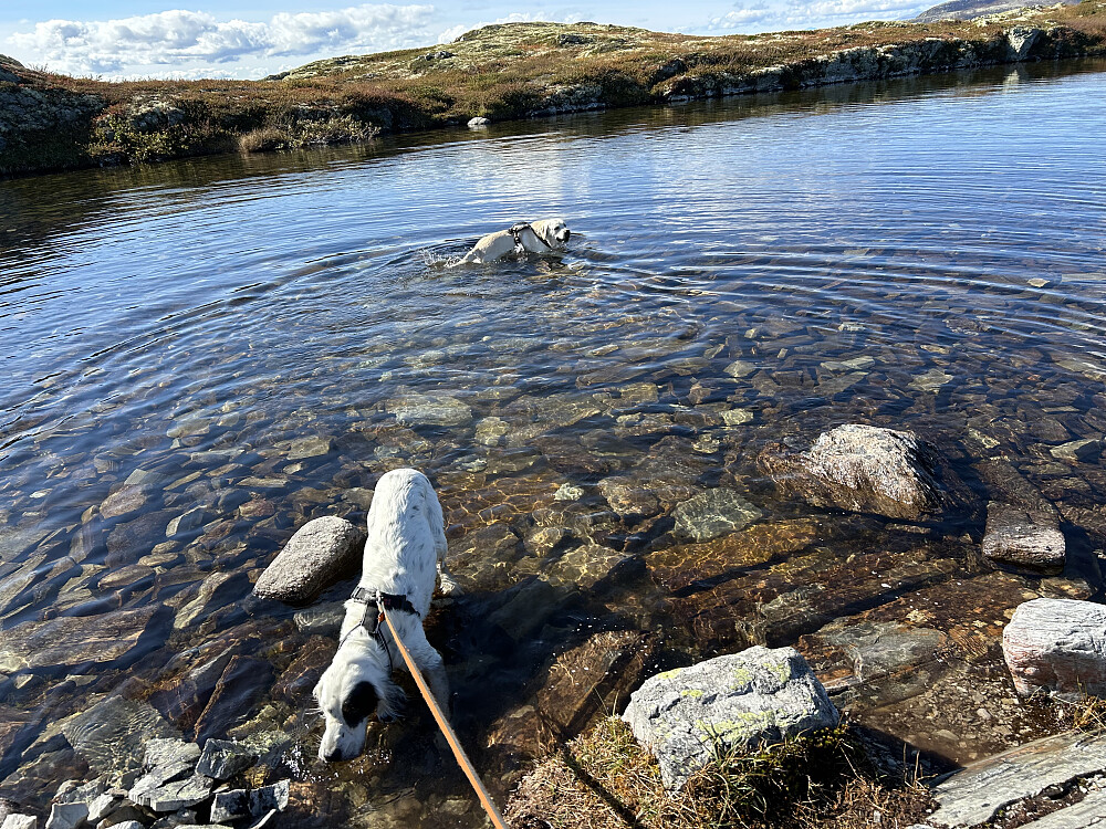 Rast ved lite vann på tur ned fra Dynjefjellet