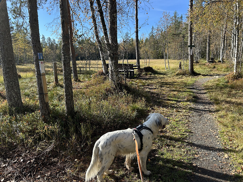 Bikkjebakkmyra i dag