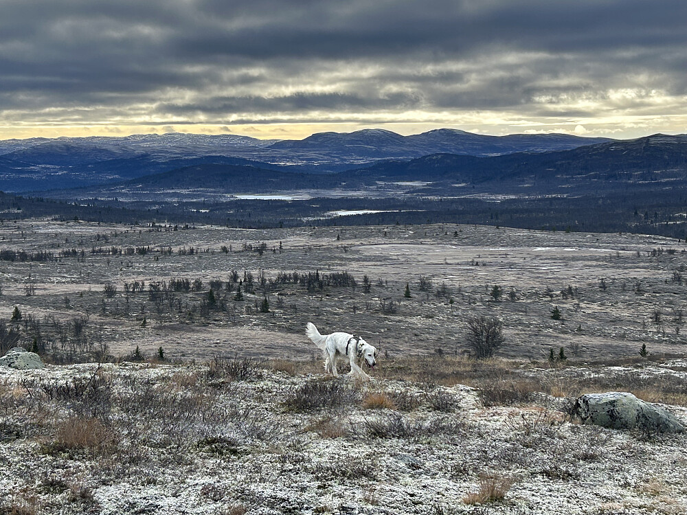 Trym på Vetafjellet sør