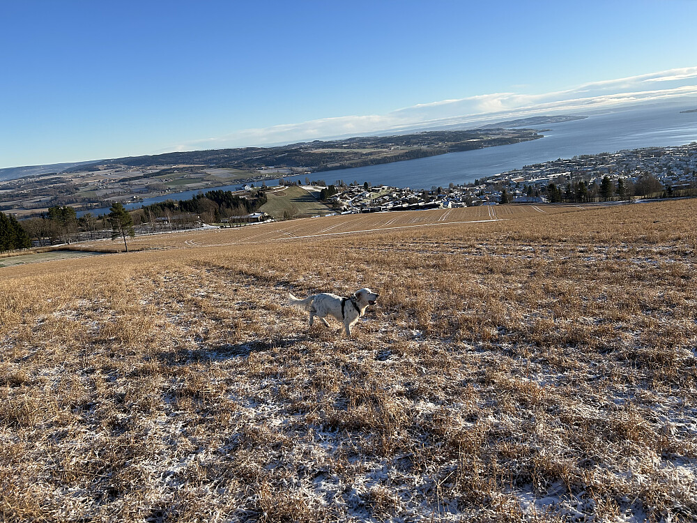 Trym koser seg når han får springe løs ned jordet.