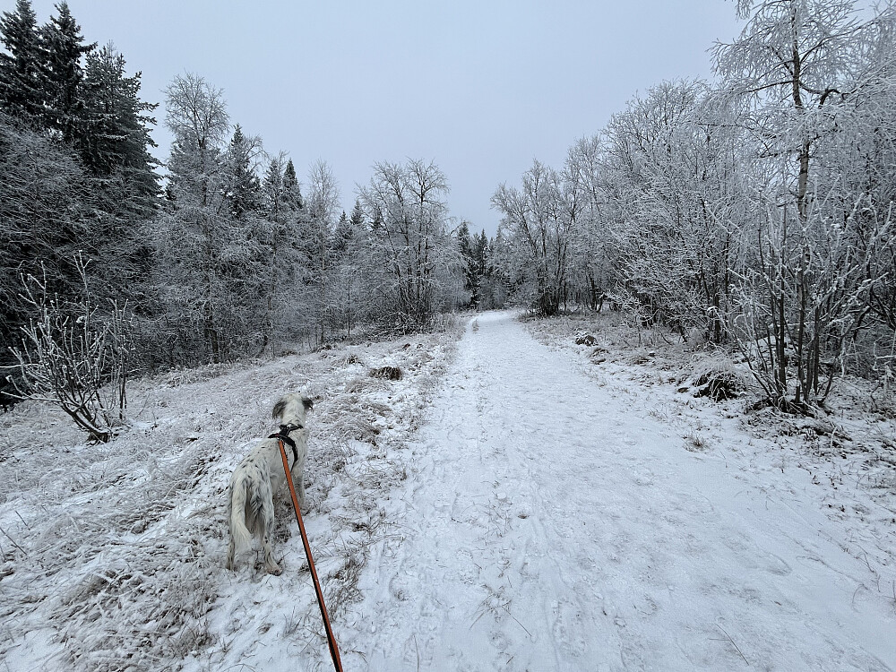 Rim på trærne i dag.