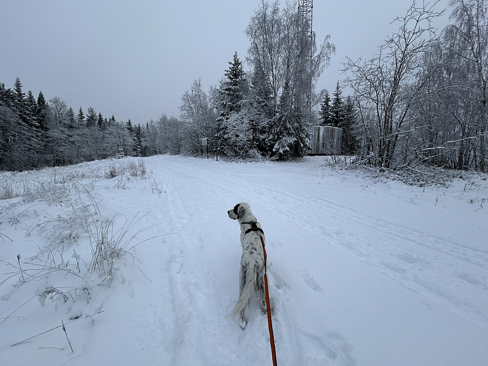 Trym på Bergstoppen