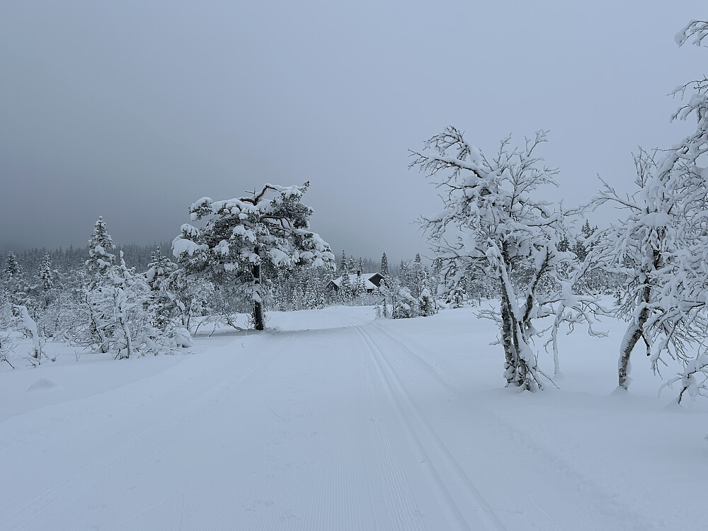 Straks tilbake på skihytta, som vi ser til høyre for furua.