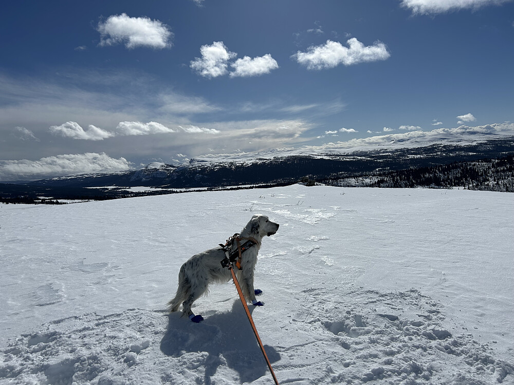 Trym på Søre Nyseterfjellet