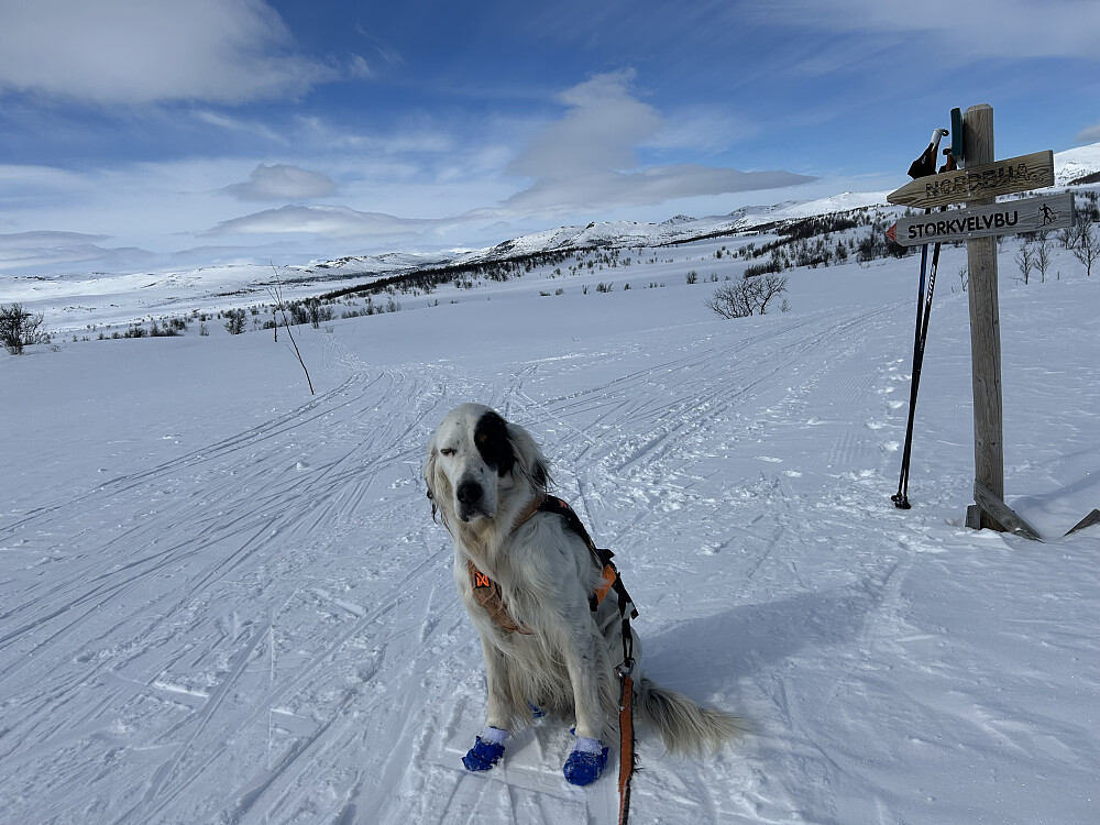 Trym, straks på Leppehytta