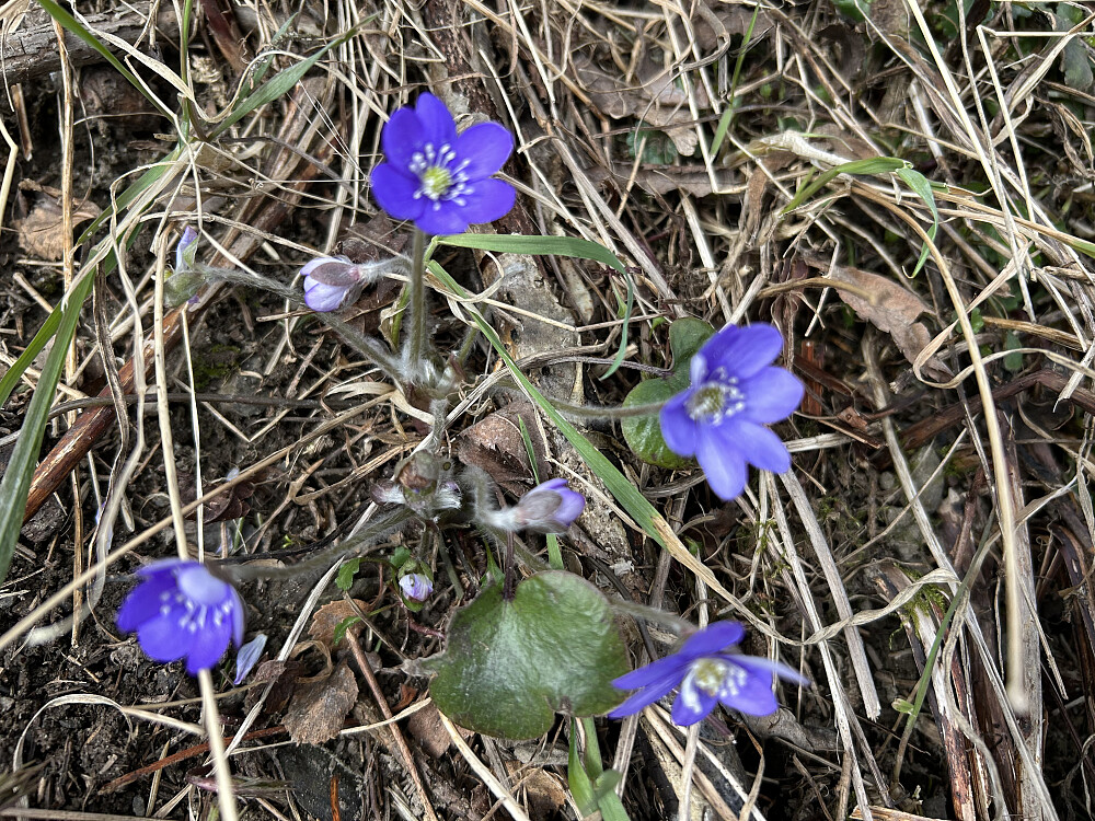 Endelig blåveis på Bergstoppen