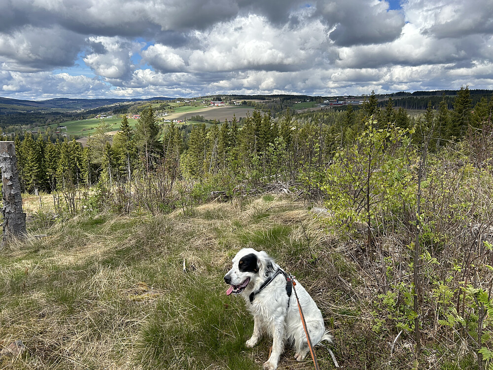 Madshushaugen, med utsikt innover Vardal 