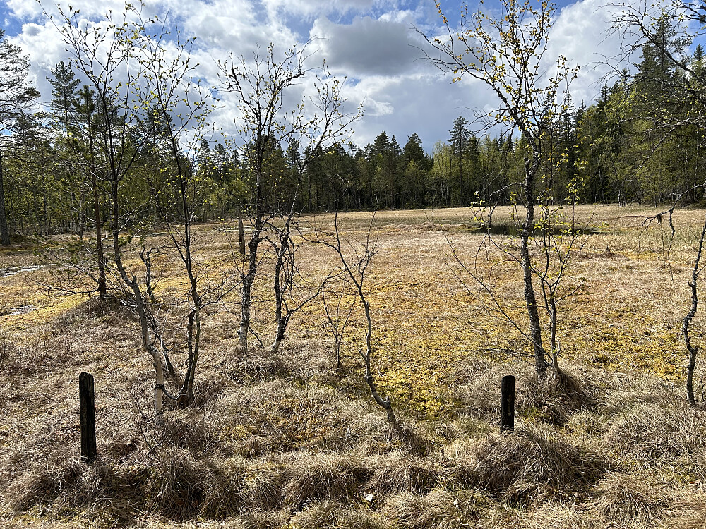 Bikkjebakkmyra