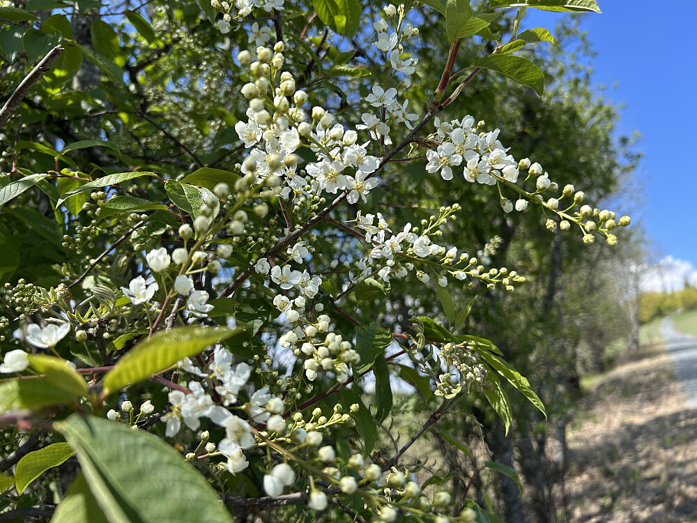 Heggen blomstrer