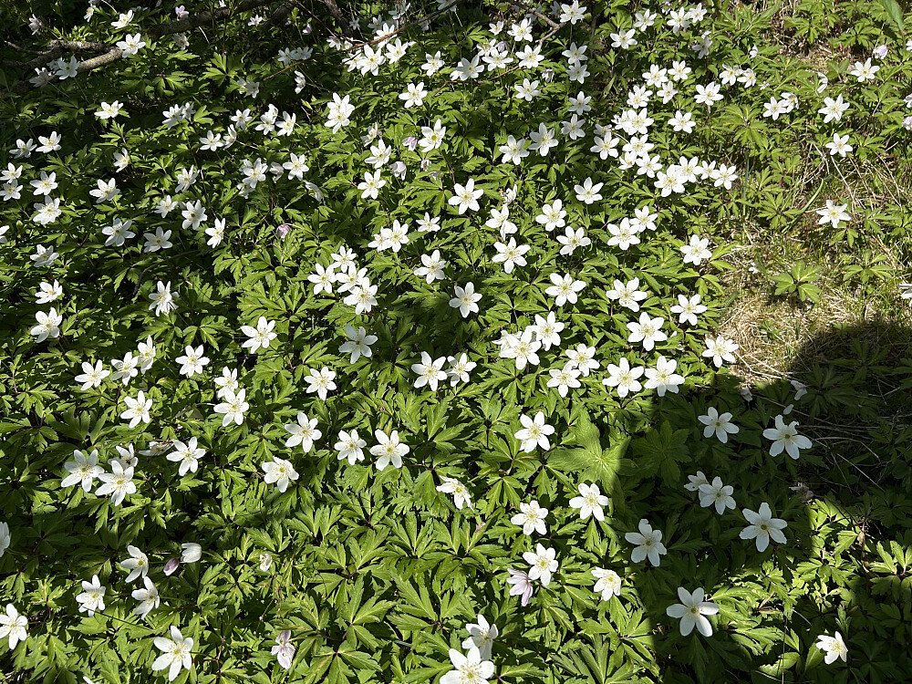 Hvitveisen blomstrer også fortsatt