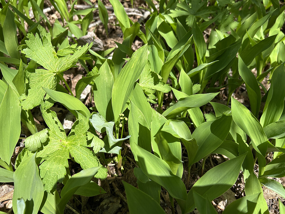 Snart blomstrer liljekonvall, knopper nå