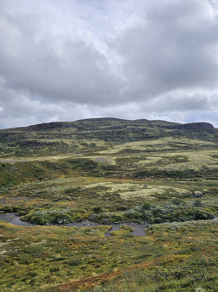 Veslorkelhøa