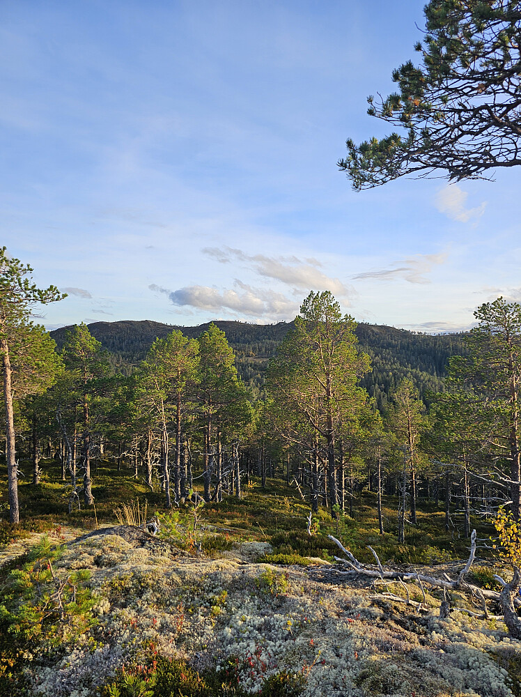 Høydalskammen