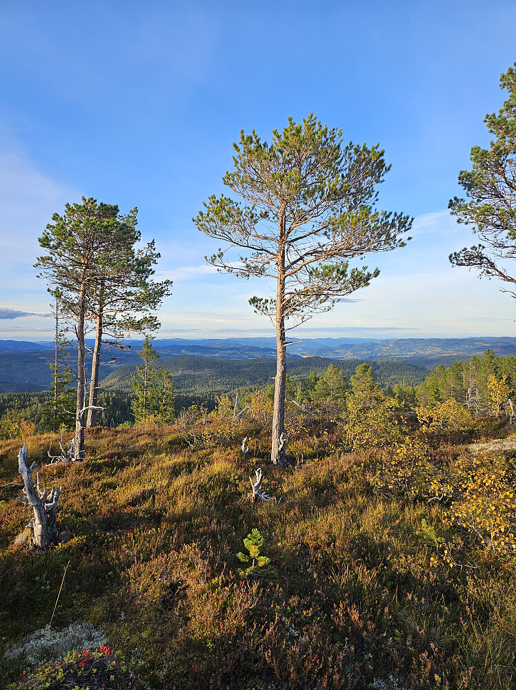 Utsikt nedover Orkdalen