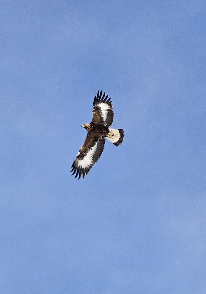 Kongeørn på nært hold.