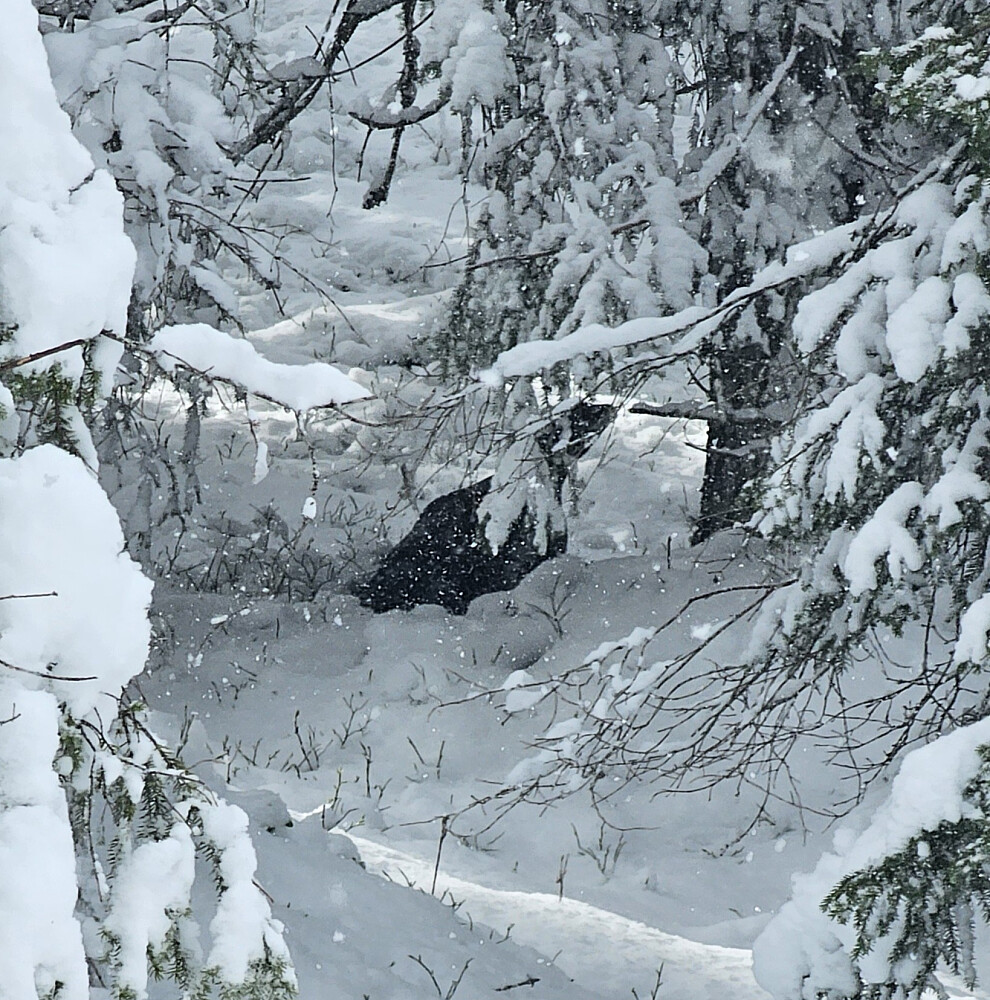 Staslig kar. Tiur
