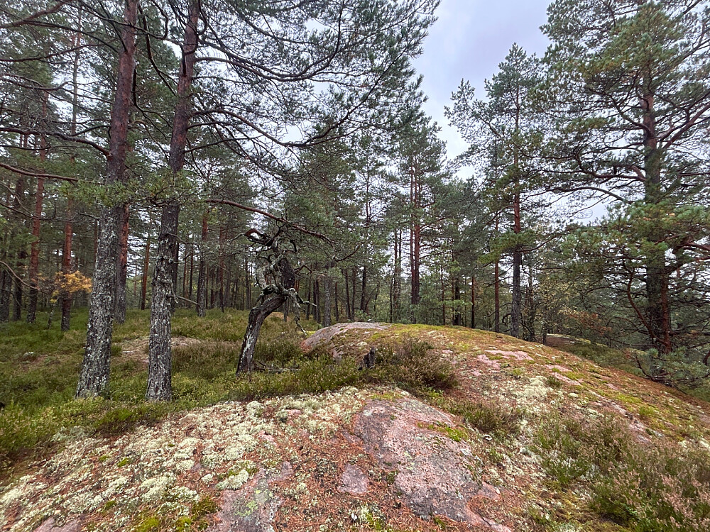 Toppen av Borgaren.