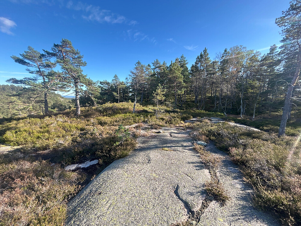 Rødbykollen er rett bak furutrærne.