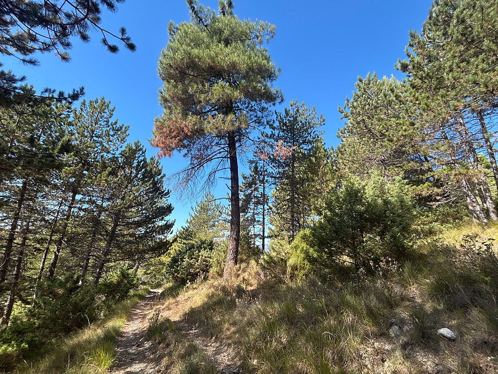 Fin sti, og greit å gå i skogen her.