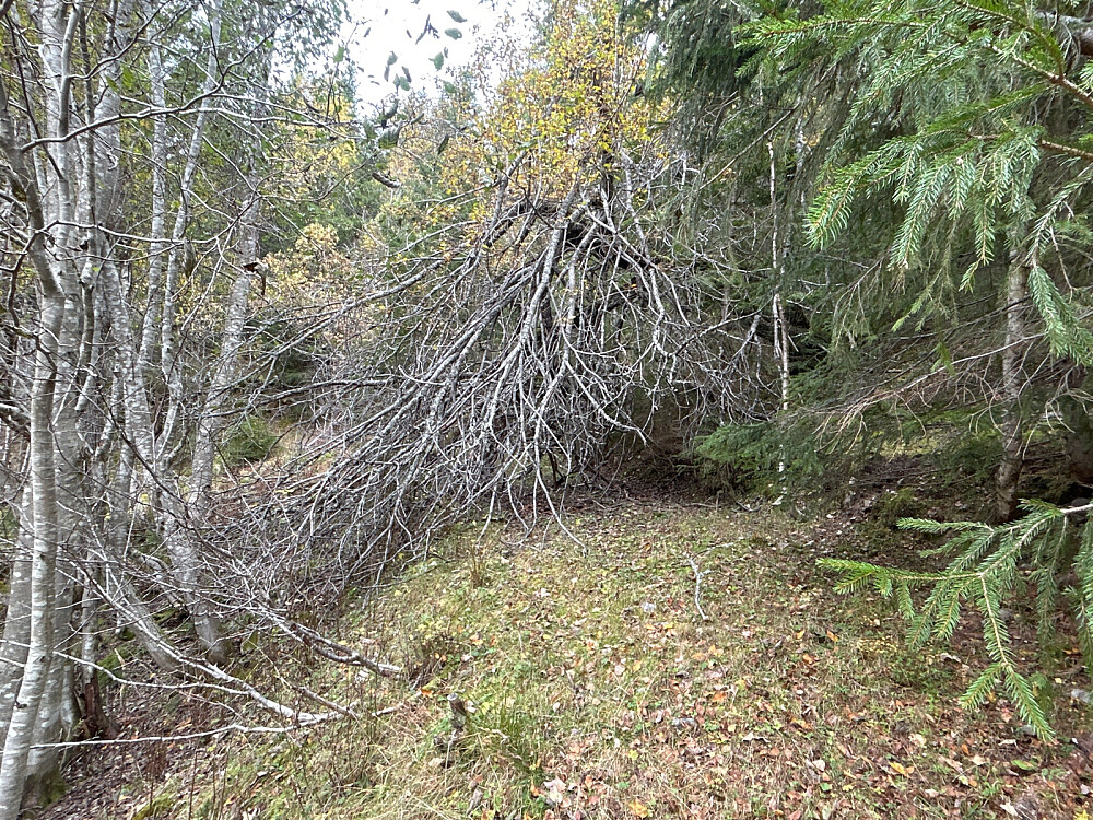 Opp til Snaret må det ha blitt brukt en del ressurser for å anlegge denne stien, men nå var den overgrodd med trær og vindfall.