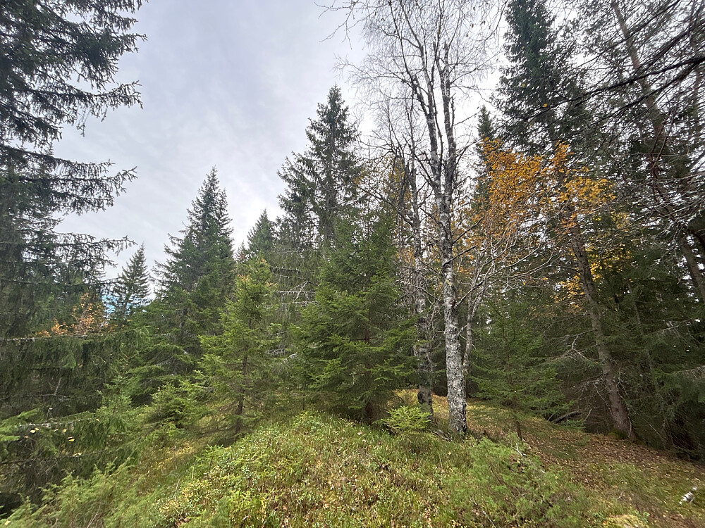 Høyeste punktet på Snaret.