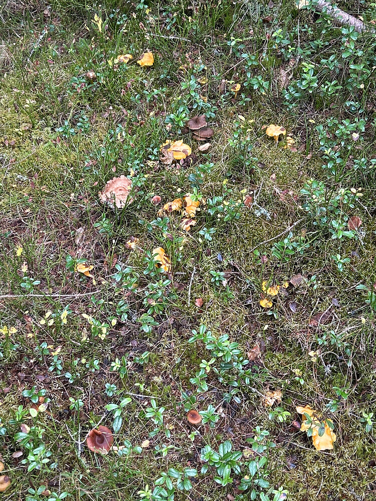 Kantarellene på bildet ble fortært sammen med noen kjøttkaker en drøy time senere.