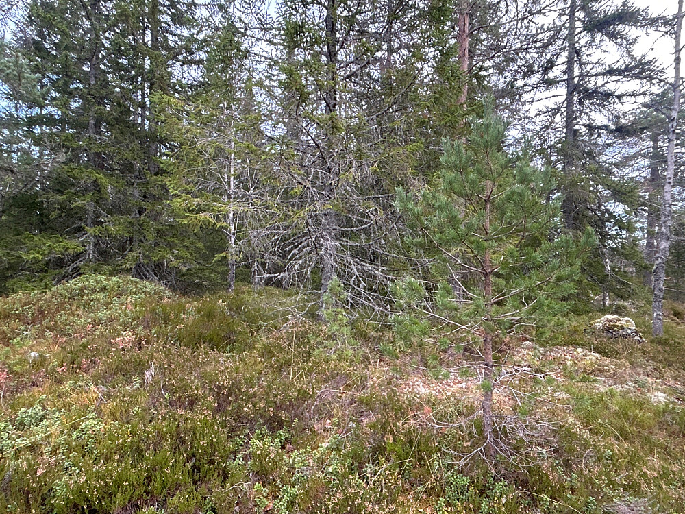 Tror tua til venstre i bildet er høyeste punkt på Skorpeberget, mens trigpunktet er ved en stein som kan skimtes helt til høyre i bildet.