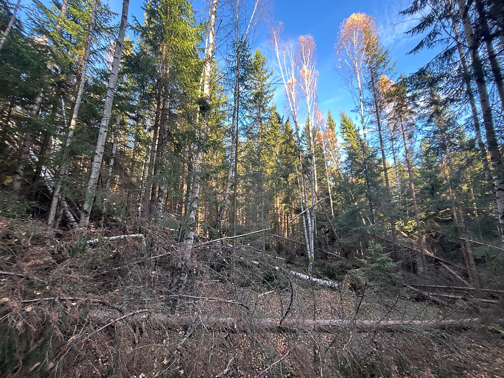 Mange trær som hadde veltet i skogen gjorde det vanskelig å komme frem.