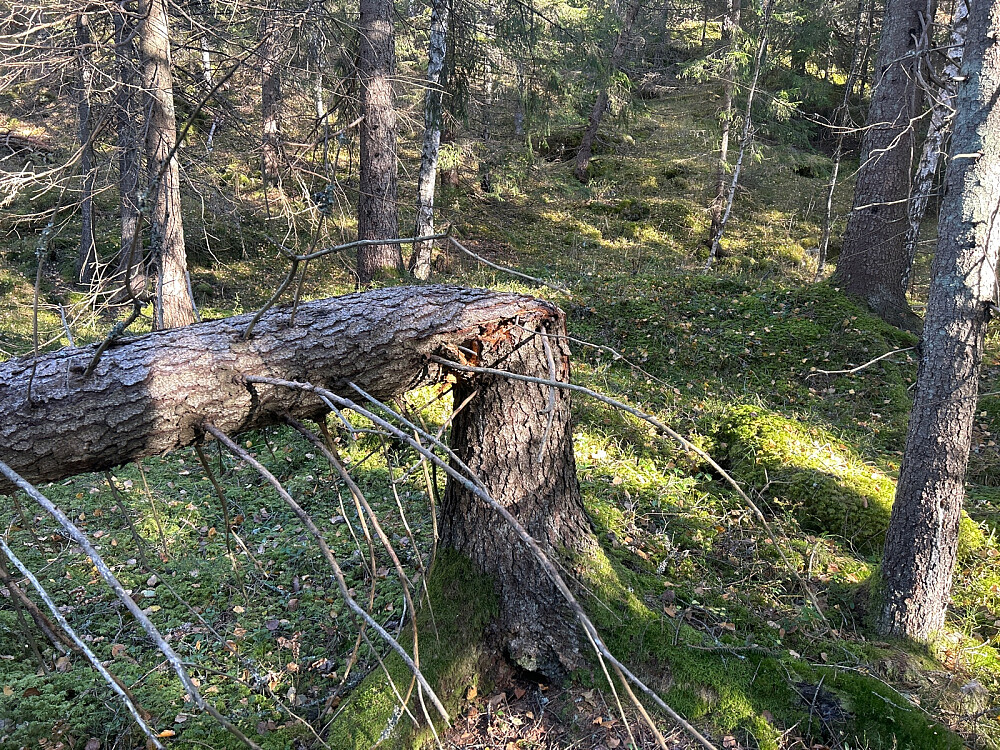 Grantreet brakk i vinden.