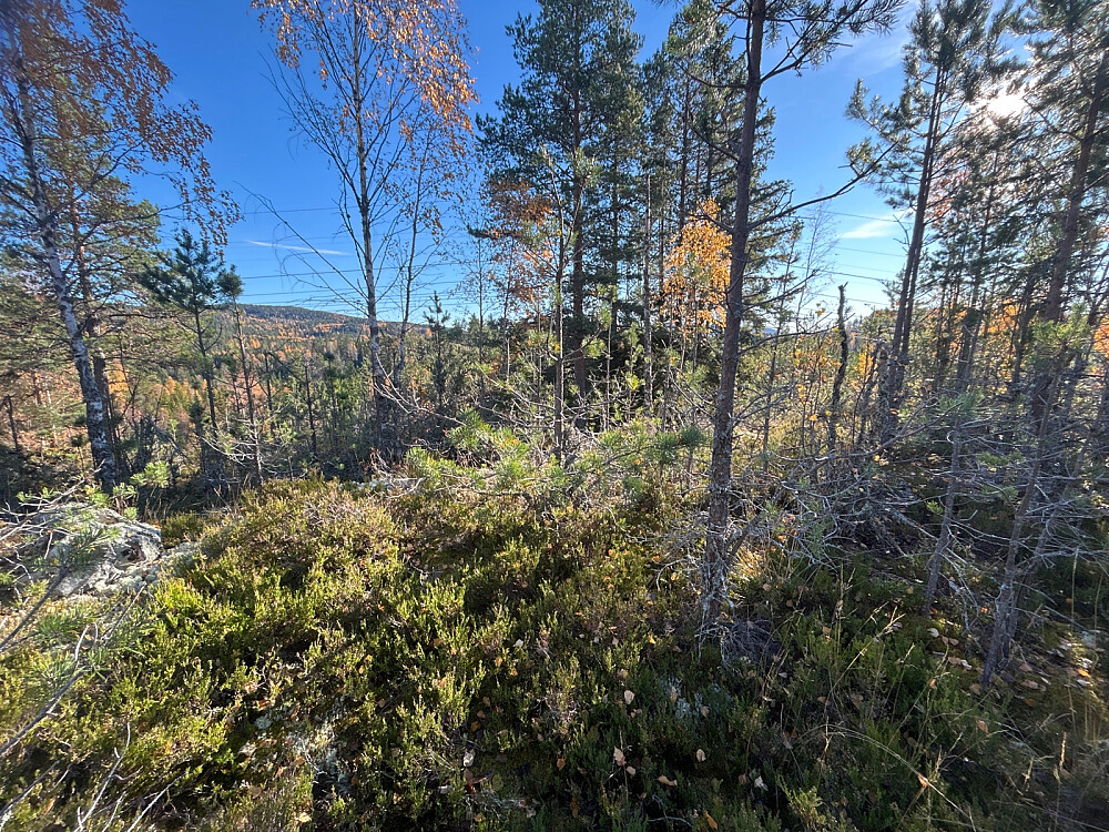 Toppen av Svarttjernåsen.
