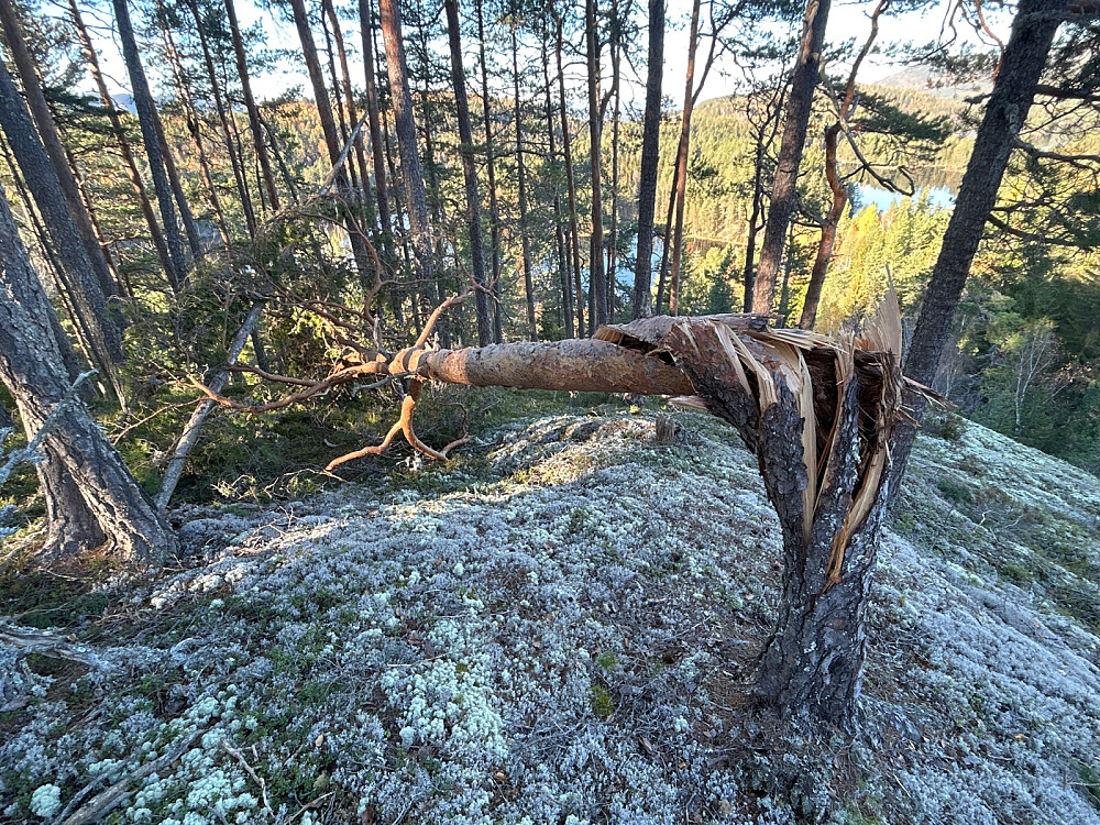 Her har vinden spjæret furutreet.