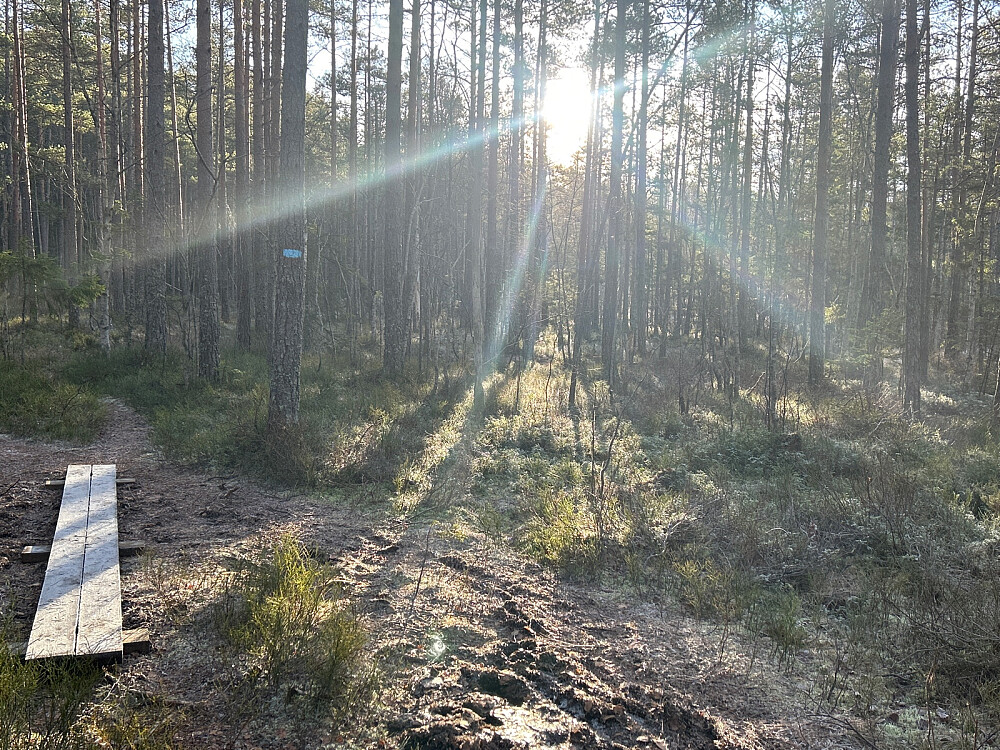 Novembersol og barfrost.