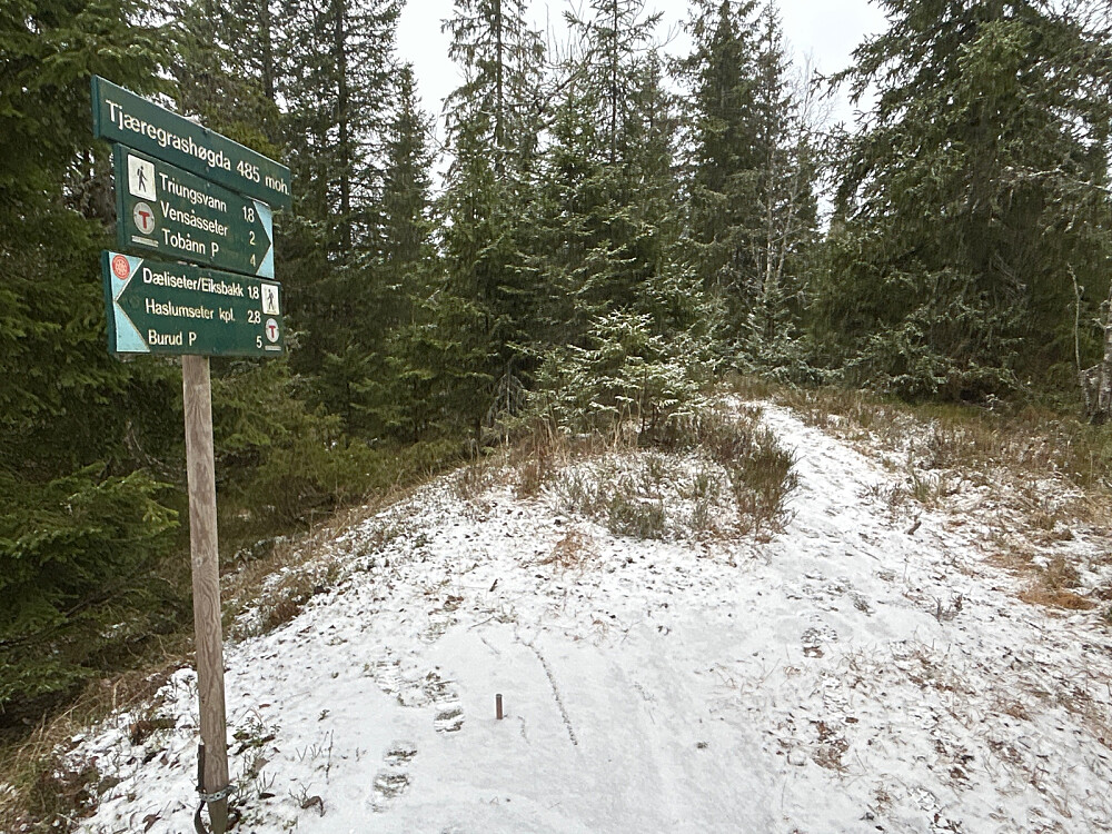 Toppen av Tjæregrashøgda.