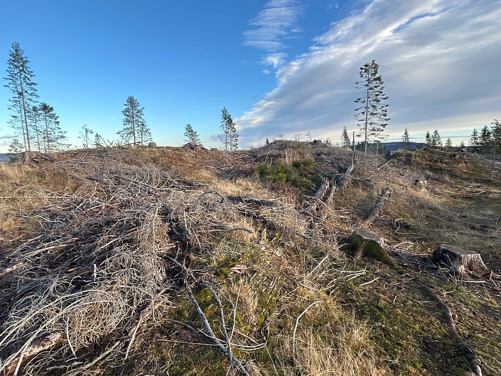 Flatehogst på Dambekkåsen.