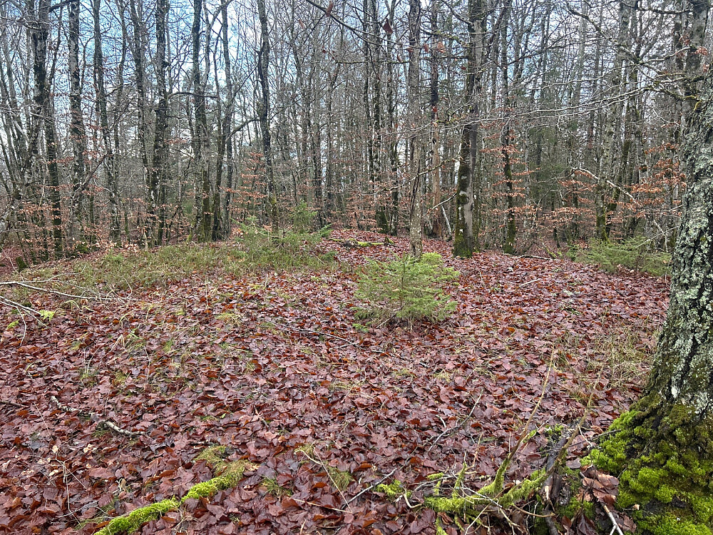 Toppen av Bjørnåsen uten noe særlig utsikt.