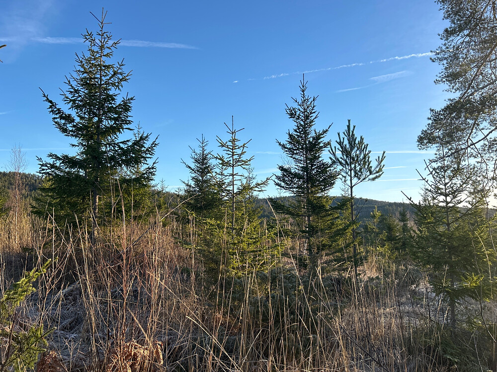 Toppen av Ormetjernåsen.