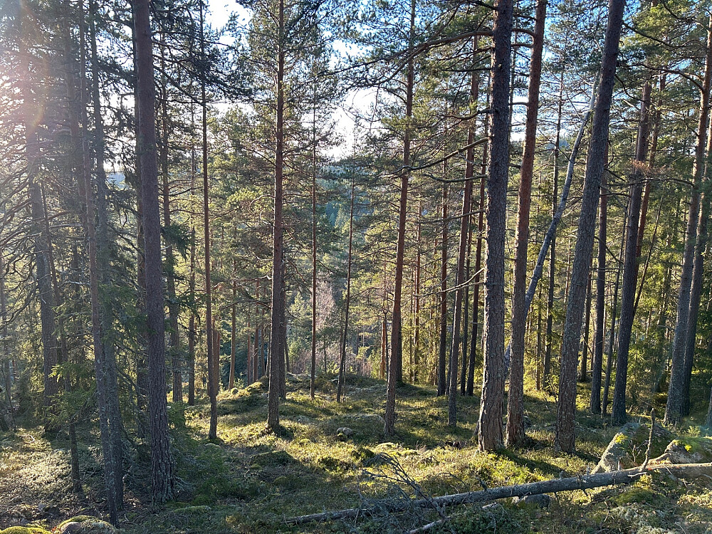 Fint å gå nedover i skogen her. Men litt synd at snøen mangler på vintersolverv.