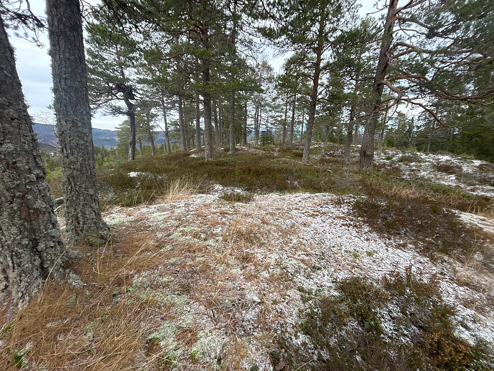 Toppen av Svinkekollen.