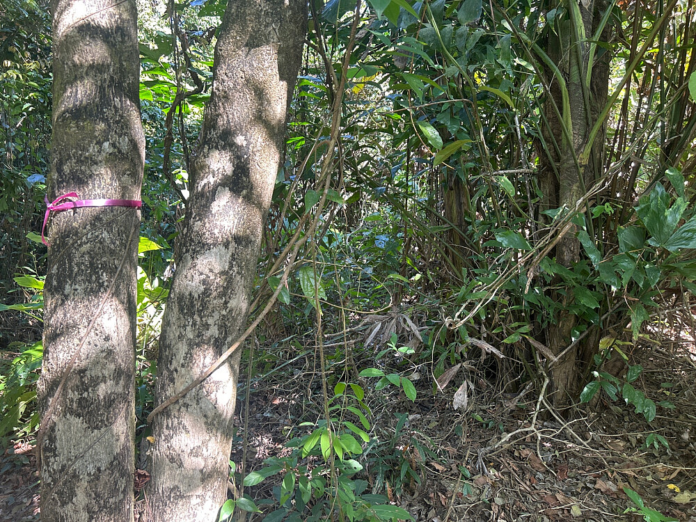 Mye kratt på Black Rock.