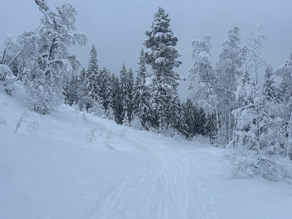 Løypa oppover mot Ringkolltoppen.