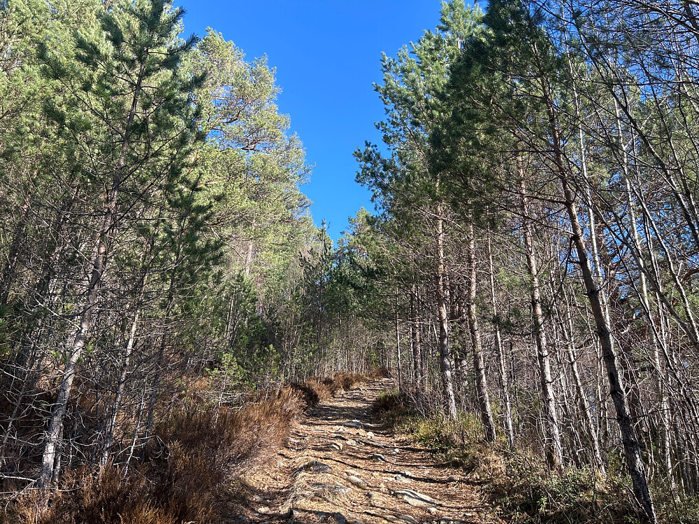 Rett etter turstart. Lettgått terreng på traktorvei.