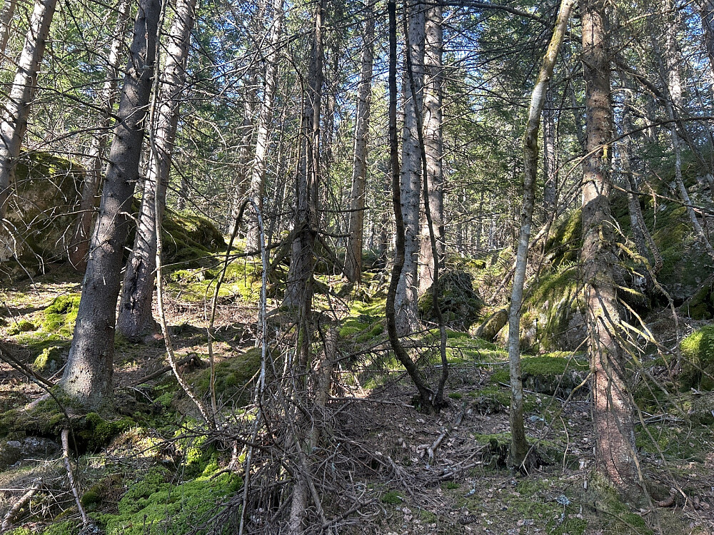 Tett skog opp mot Stubbekollen.