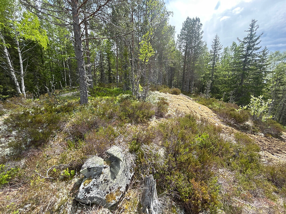 Trengsåsen Nordvest - 419moh.