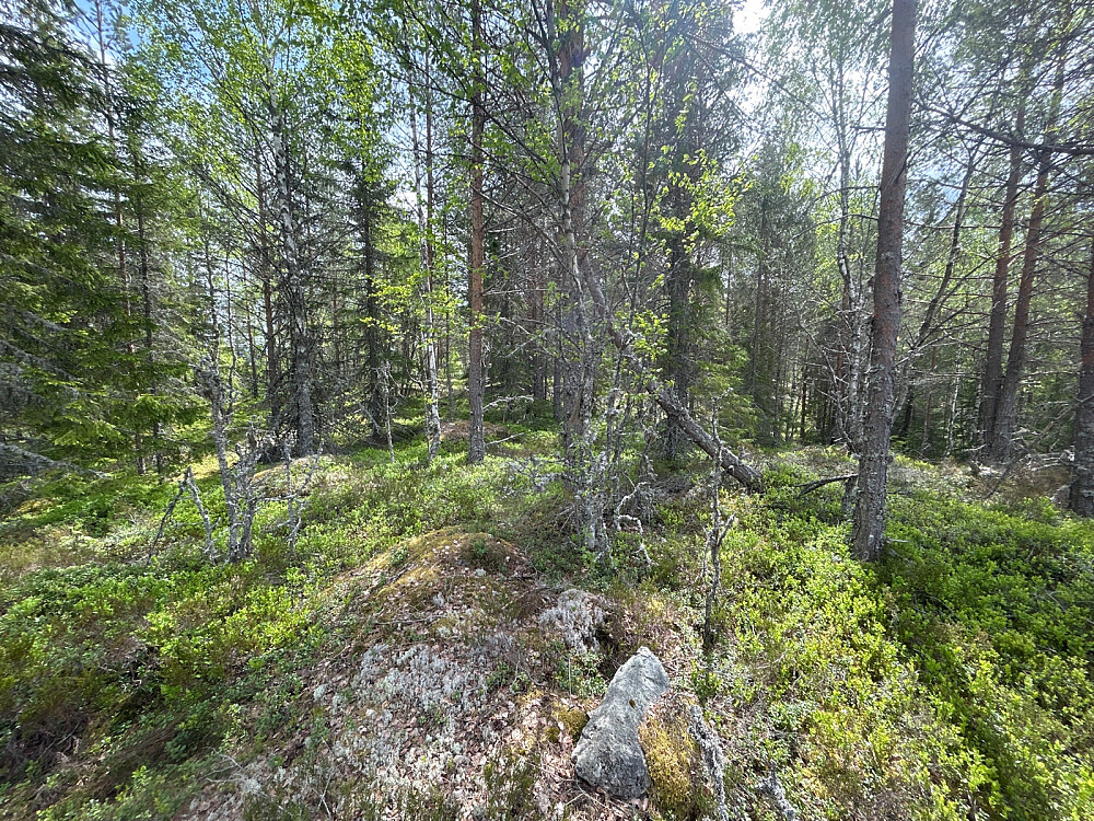 Trengsåsen Nordvest - 419moh.